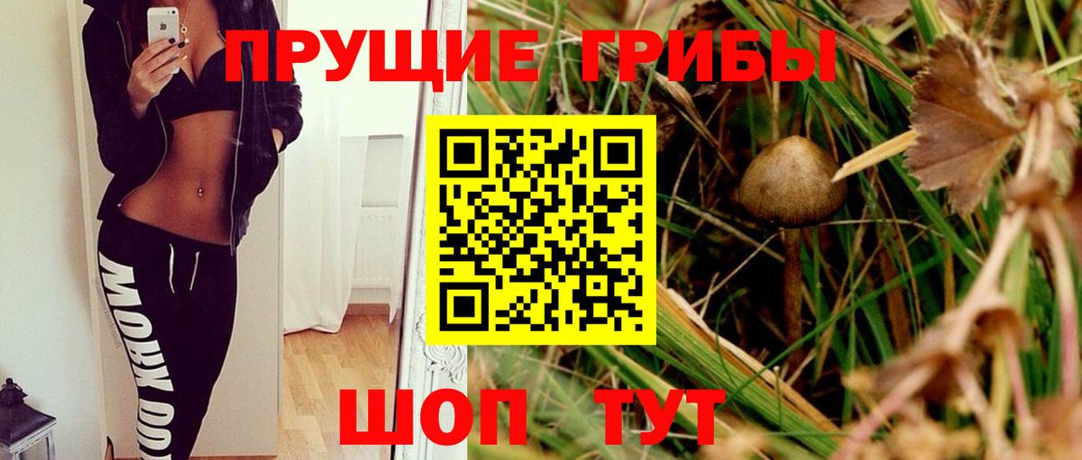 Псилоцибиновые грибы Psilocybe Кызыл